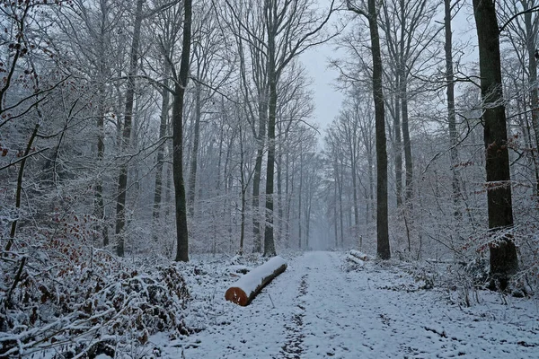 雪地里的冬季森林 — 图库照片