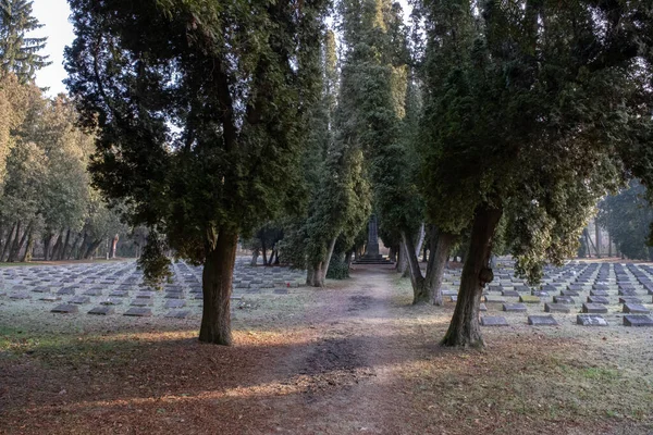 Parkta Zeytin Ağaçları — Stok fotoğraf
