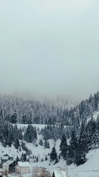 Wunderschöne Winterlandschaft Mit Schneebedeckten Bäumen — Stockfoto