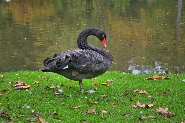 Black Swan Lake — Stock Photo, Image