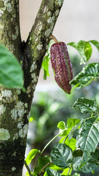 Las Hojas Verdes Del Árbol —  Fotos de Stock