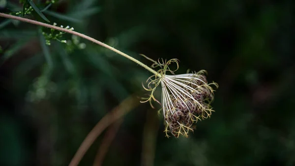 Hermoso Plano Botánico Fondo Pantalla Natural — Foto de Stock