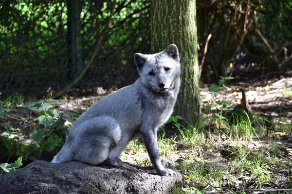 Lupo Nella Foresta — Foto Stock