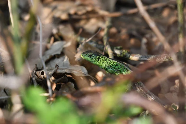 Lagarto Bosque Cerca — Foto de Stock