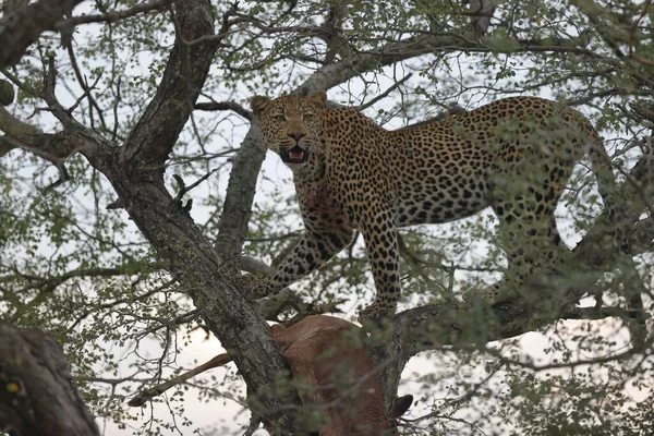 Leopardo Savana África — Fotografia de Stock