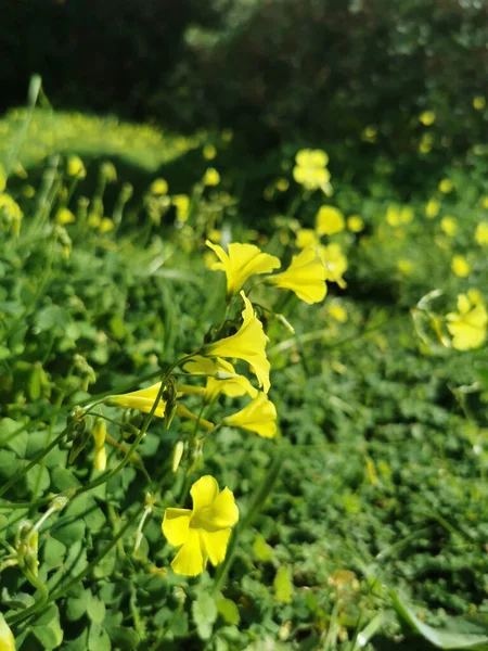 植物性の芽や花を閉じ — ストック写真