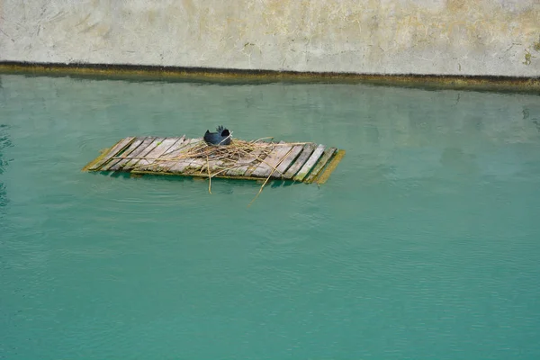 Pájaro Agua —  Fotos de Stock