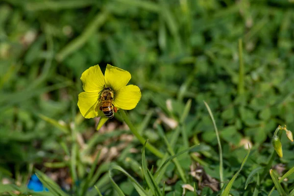 Bahçedeki Güzel Sarı Çiçek — Stok fotoğraf