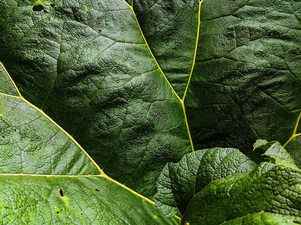 Folhas Verdes Fundo Escuro — Fotografia de Stock