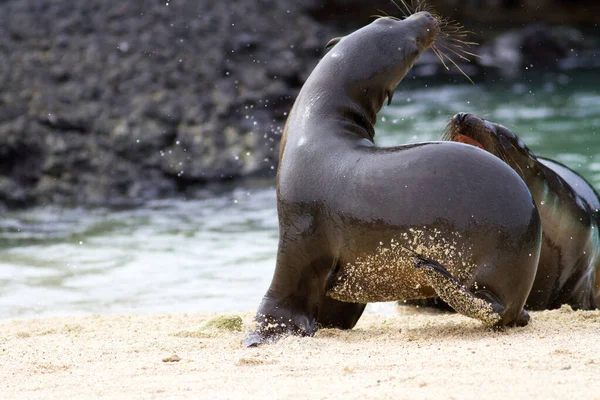 Closeup Shot Seal Beach — Stock Photo, Image