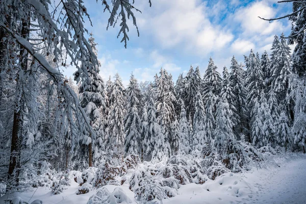 Winterbos Met Besneeuwde Bomen — Stockfoto