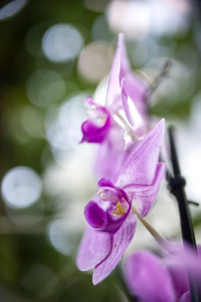 Vackra Blommor Som Växer Trädgården — Stockfoto