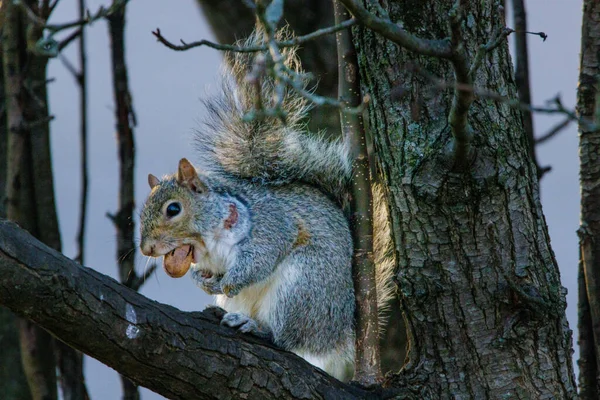 Eichhörnchen Wald Tierische Nagetiere — Stockfoto