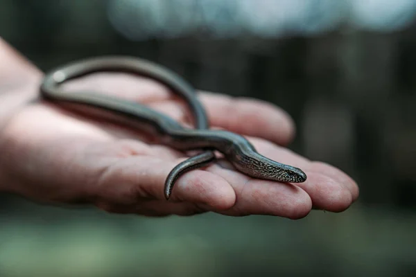 Zbliżenie Ręki Trzymającej Węża — Zdjęcie stockowe