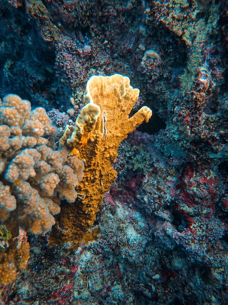 Кораловий Риф Прекрасному Морі Морському Світі — стокове фото