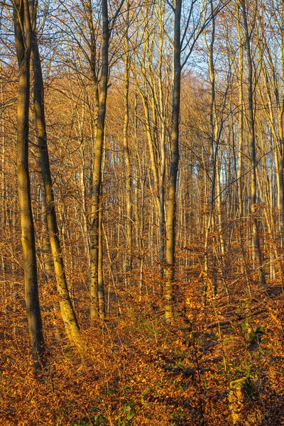 Осінній Ліс Деревами Листям — стокове фото