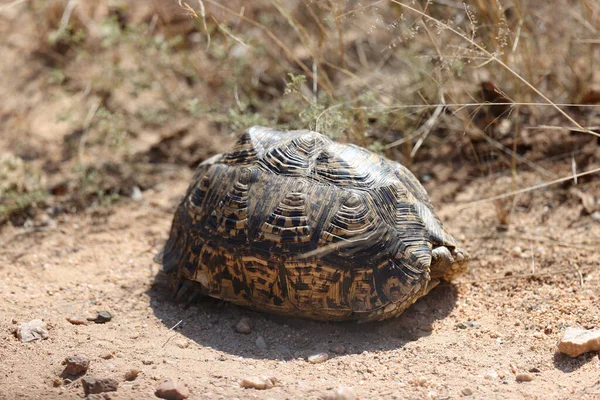 Turtle Ground — Stock Photo, Image