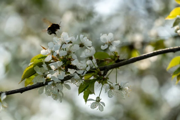 Biene Auf Einem Baum Frühling — Stockfoto