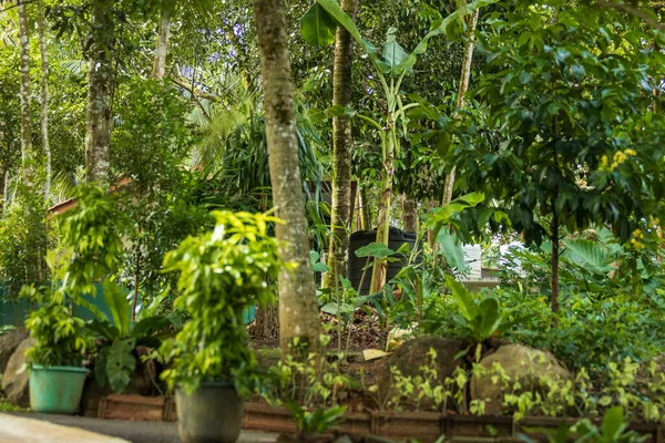 Hojas Verdes Jardín — Foto de Stock