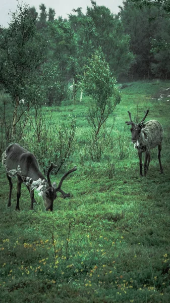 Egy Szarvascsorda Erdőben — Stock Fotó
