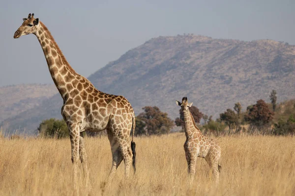 Giraffe Der Savanne Von Kenia — Stockfoto
