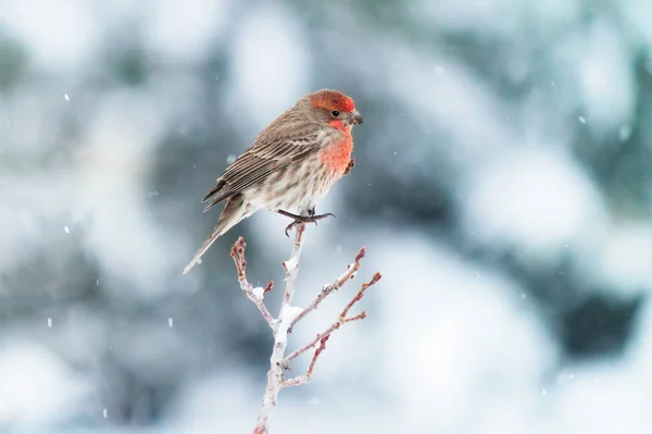 a bird sits on a branch of a tree in the snow