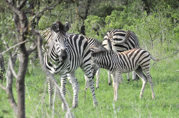 Zebras Der Savanne — Stockfoto