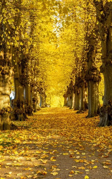 Herbstpark Der Stadt — Stockfoto