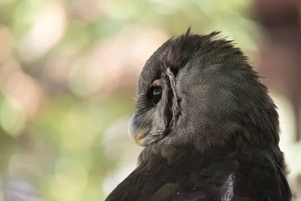 Close Black Tail Eagle — Stock fotografie