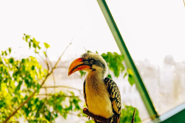 雀鸟在自然栖息地的近景 — 图库照片