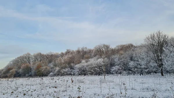 Schneebedeckter Baum Park — Stockfoto