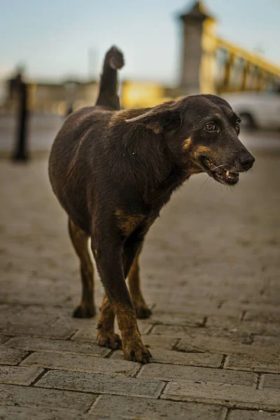 Hund Gatan Bakgrunden Närbild — Stockfoto