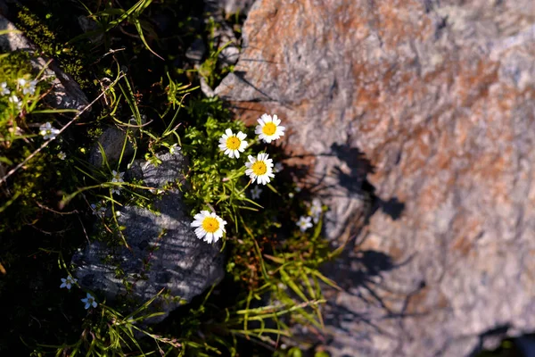 Belles Fleurs Dans Forêt — Photo