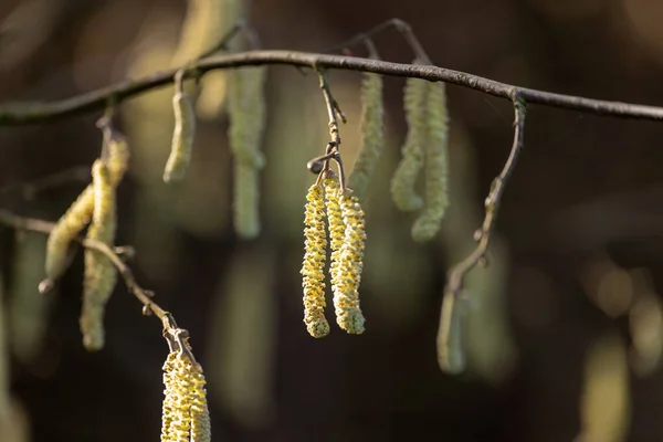 蕾と種子で黄色いトウモロコシの枝を乾かし — ストック写真