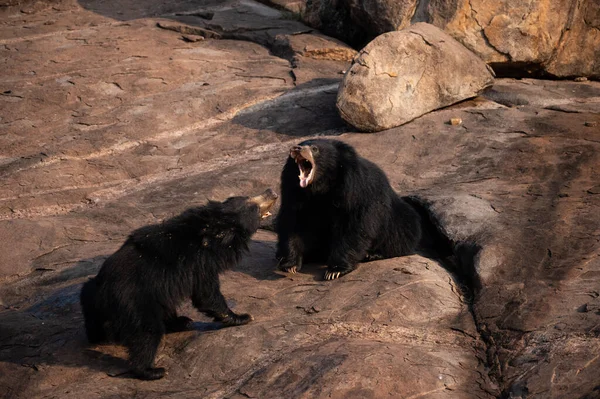 Чорний Ведмідь Зоопарку — стокове фото