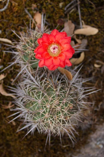 Närbild Kaktus Öknen — Stockfoto