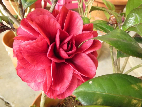 Close Belas Flores Cor Rosa — Fotografia de Stock
