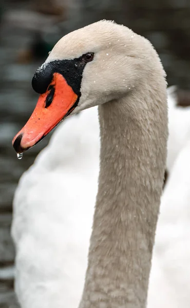 Vacker Vit Svan Sjön — Stockfoto