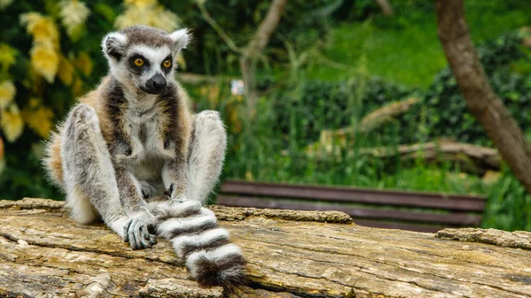 Eine Vertikale Aufnahme Eines Niedlichen Lemurs Auf Einem Baumstamm — Stockfoto