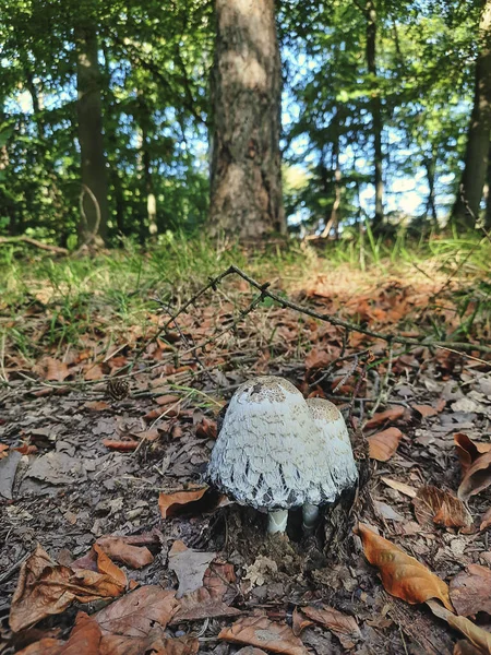 Paddenstoel Het Bos — Stockfoto