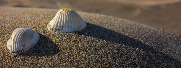 Conchas Mar Praia — Fotografia de Stock