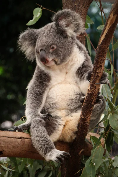 Koala Zoológico — Fotografia de Stock