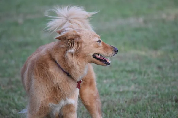 Hund Park — Stockfoto