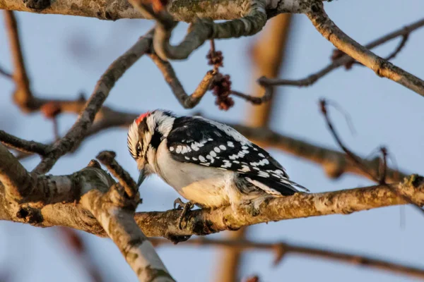 Oiseau Sur Une Branche Arbre — Photo