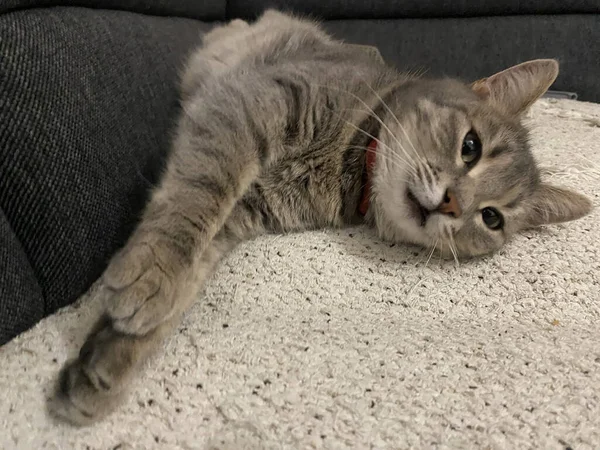 Niedliche Katze Liegt Auf Dem Sofa — Stockfoto