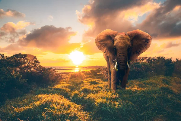 Elefante Nella Savana Kenya — Foto Stock