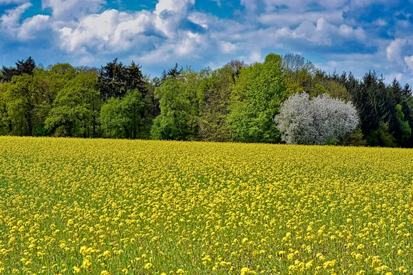 Bela Paisagem Com Campo Flores Amarelas — Fotografia de Stock