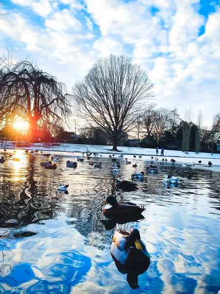 Vinterlandskap Med Snö Och — Stockfoto