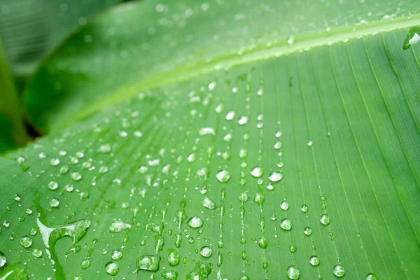 Зелений Лист Краплями Води — стокове фото