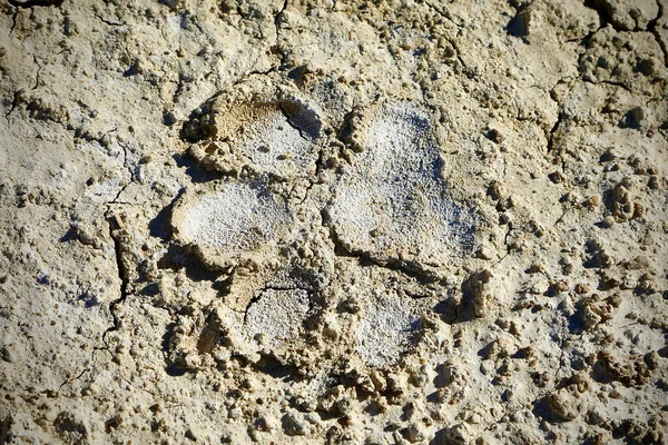 Textura Země Písku — Stock fotografie